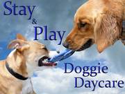 Play&Stay doggy daycare small dog boarding& grooming