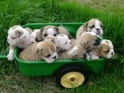 English bulldog puppies for free adoption - Pets for Free Adoption
