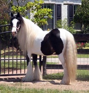 Pure Breed Gypsy Vanner Horse For Sale.