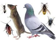SUPER PEST & ANIMAL CONTROL GUARANTEED WITH WARRANTY