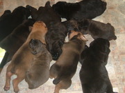 Italian Mastiff Cane Corso Pups for sale