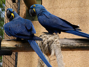  Pair of hand Tamed Hyacinth macaw parrots for Adoption.