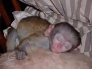    We need some one to rescue our lovely  baby capuchin monkey
